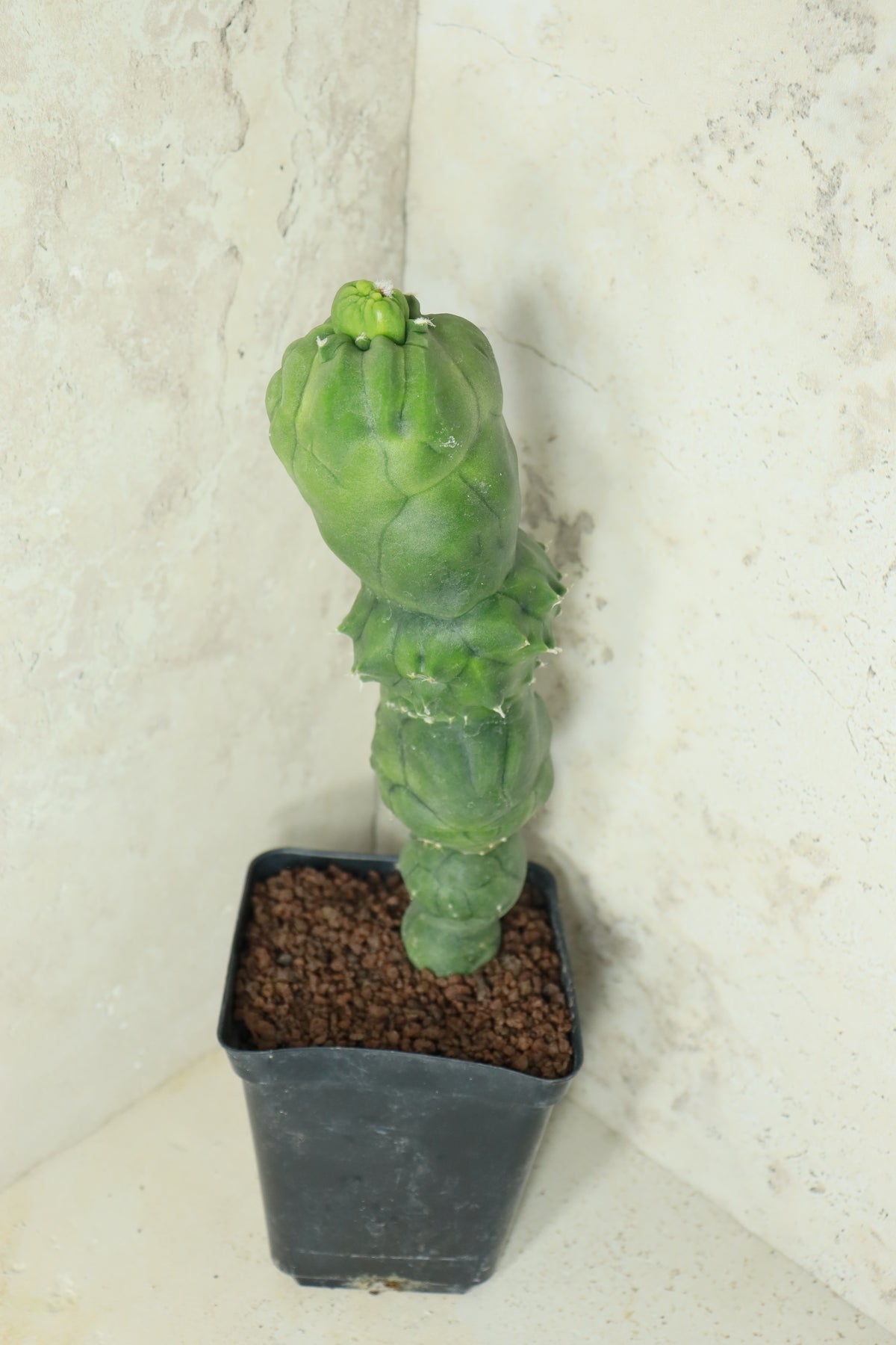 Echinopsis "Butthole" – Einzelstück #0020
