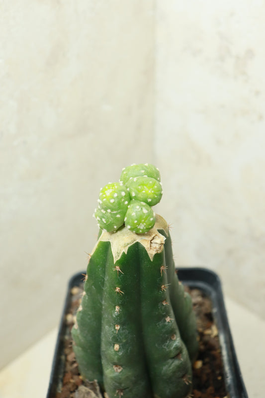 L. fricii monstrosus auf Trichocereus pachanoi– Einzelstück #0027