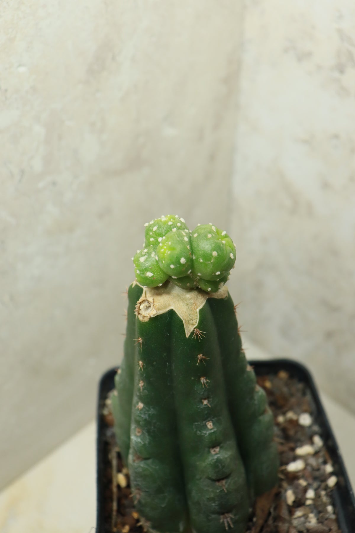 L. fricii monstrosus auf Trichocereus pachanoi– Einzelstück #0027