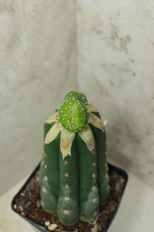 L. fricii monstrosus auf Trichocereus pachanoi– Einzelstück #0028