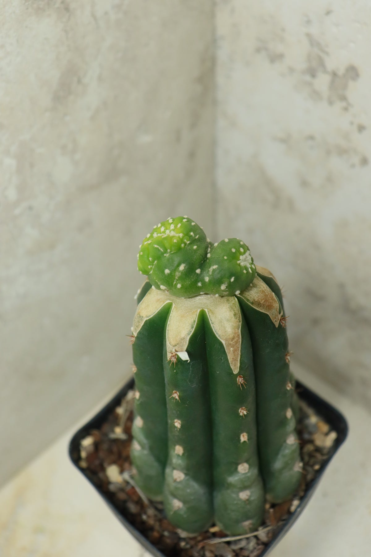 L. fricii monstrosus auf Trichocereus pachanoi– Einzelstück #0028