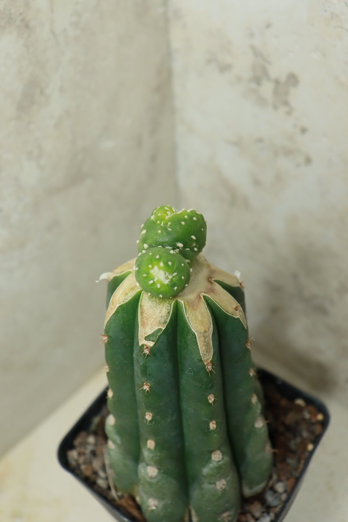 L. fricii monstrosus auf Trichocereus pachanoi– Einzelstück #0028