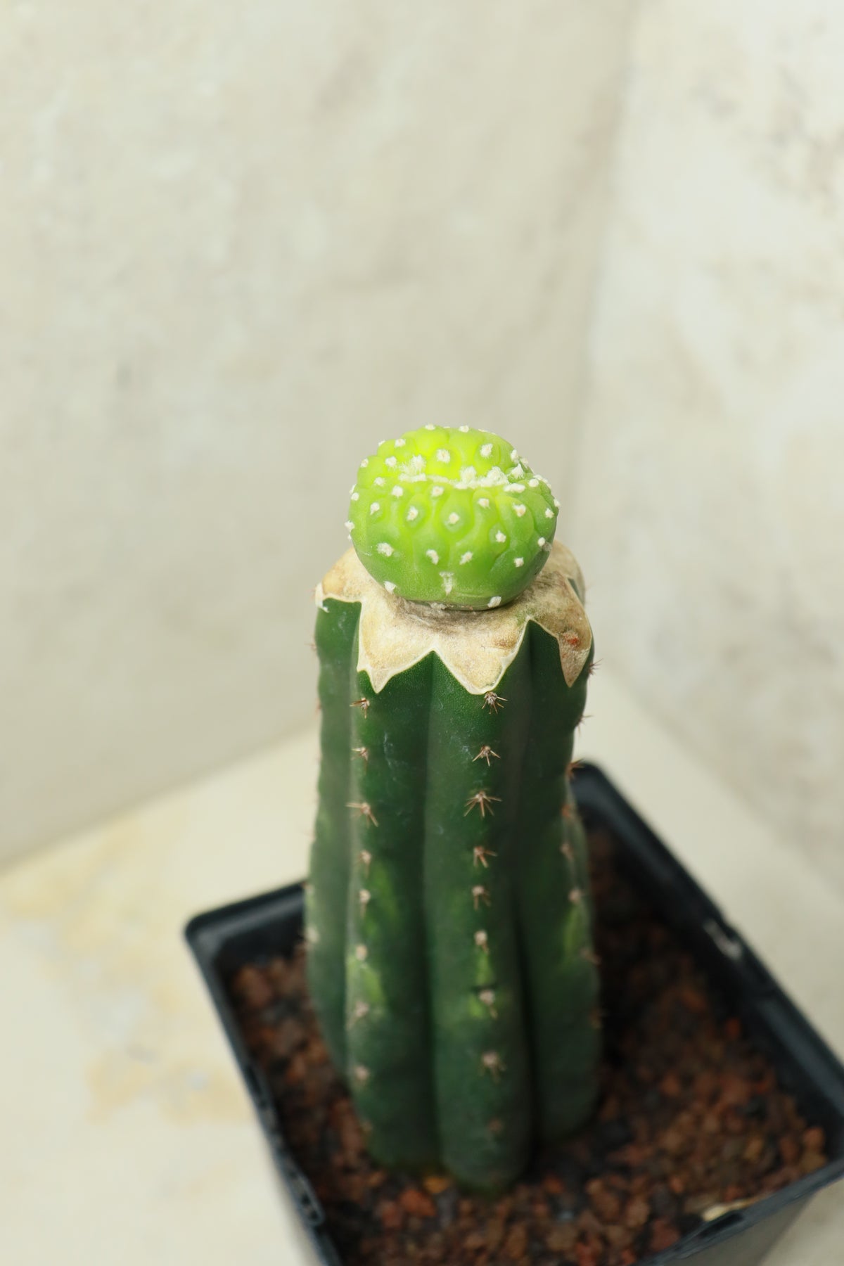 L. fricii monstrosus auf Trichocereus pachanoi– Einzelstück #0029