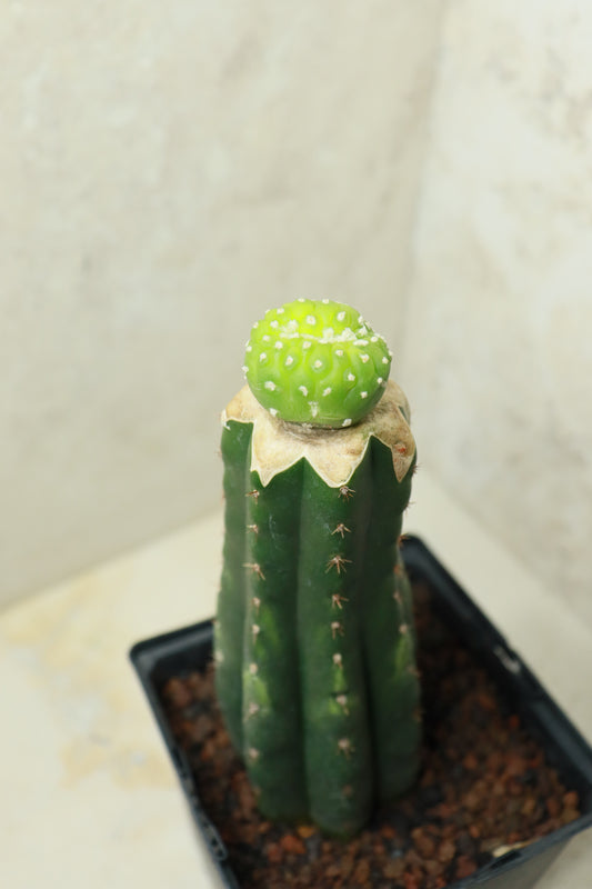L. fricii monstrosus auf Trichocereus pachanoi– Einzelstück #0029