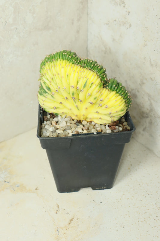 Trichocereus pachanoi cristata variegata – Einzelstück #0021