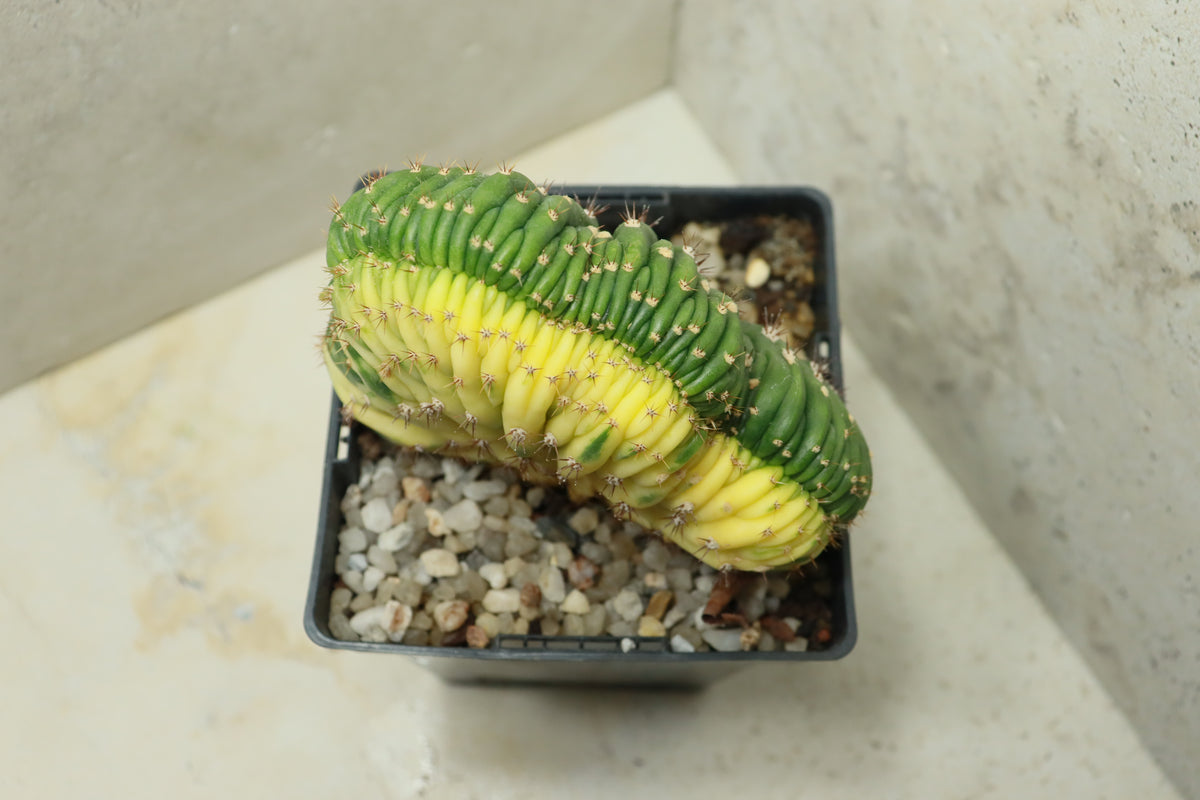 Trichocereus pachanoi cristata variegata – Einzelstück #0021