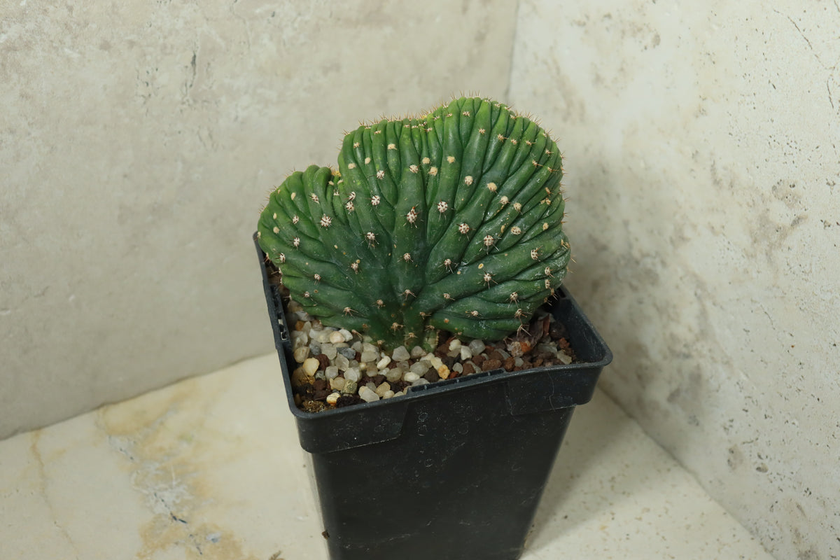 Trichocereus pachanoi cristata variegata – Einzelstück #0021