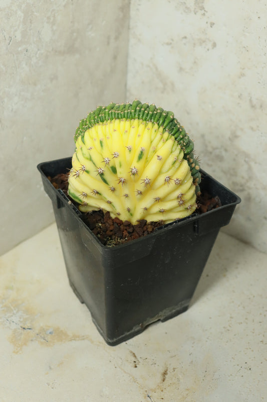 Trichocereus pachanoi cristata variegata – Einzelstück #0022