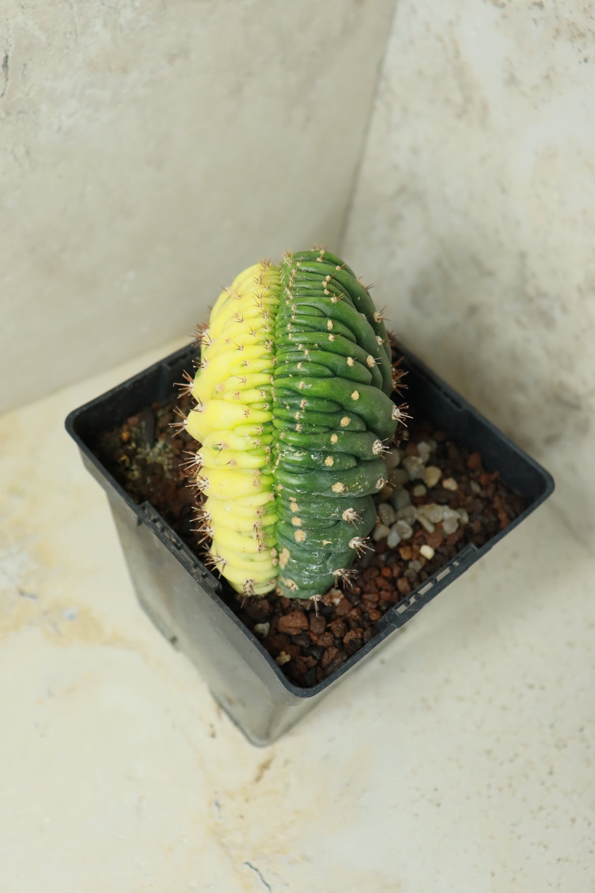 Trichocereus pachanoi cristata variegata – Einzelstück #0022