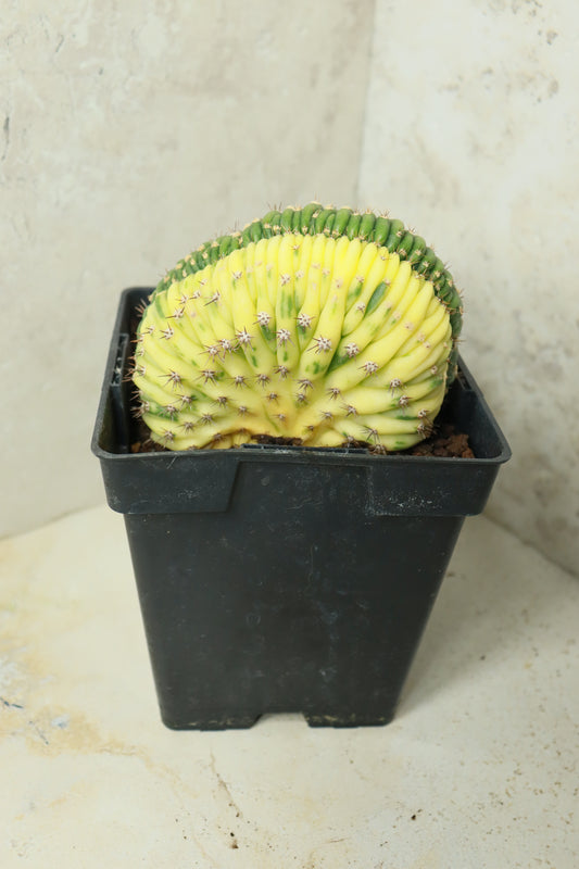 Trichocereus pachanoi cristata variegata – Einzelstück #0023