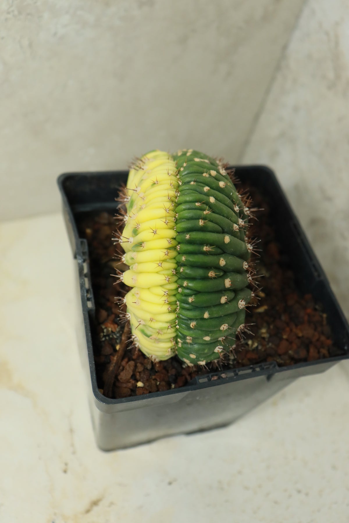 Trichocereus pachanoi cristata variegata – Einzelstück #0023