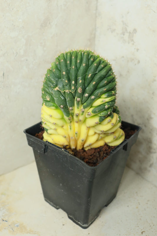 Trichocereus pachanoi cristata variegata – Einzelstück #0024