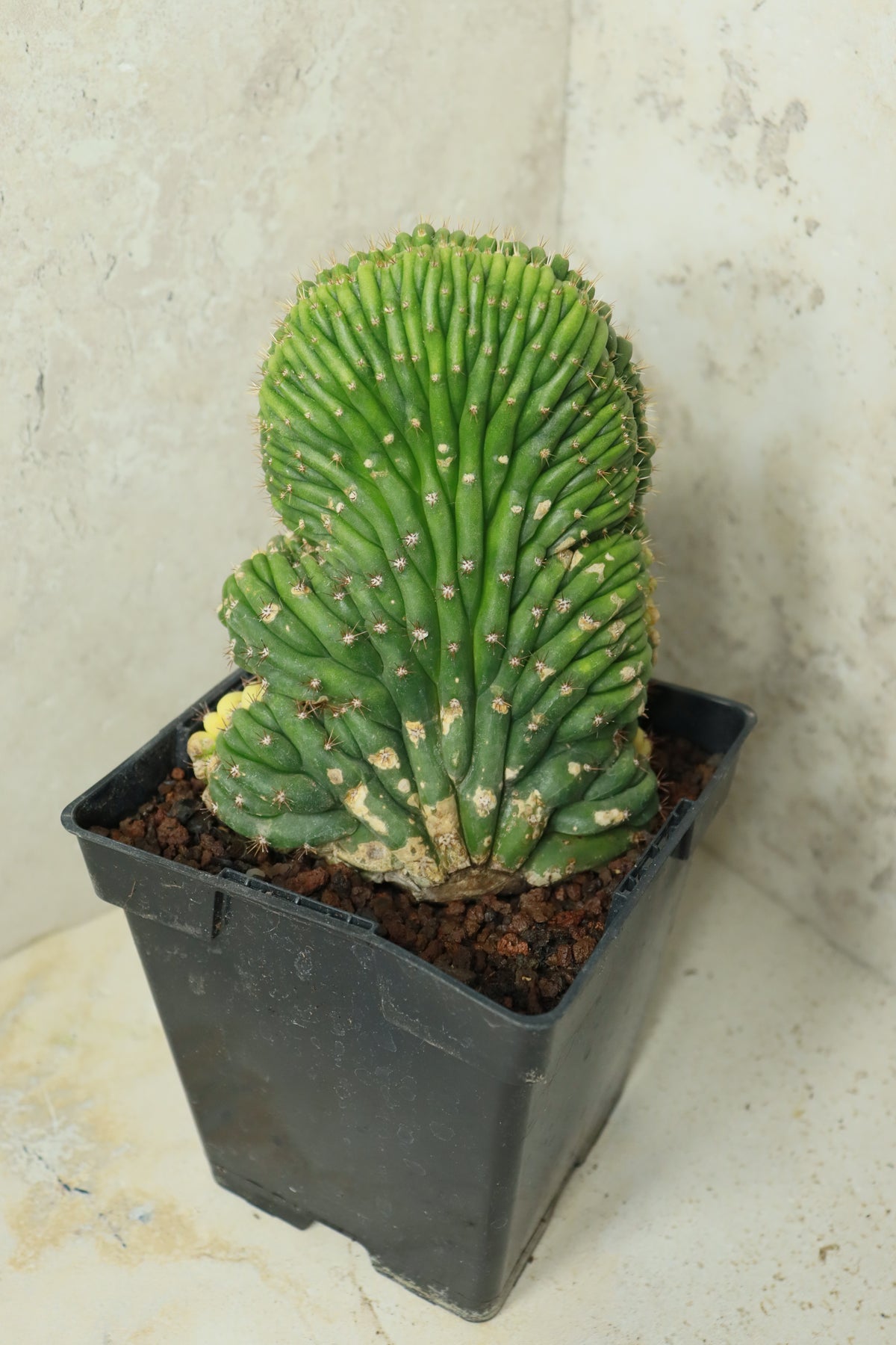 Trichocereus pachanoi cristata variegata – Einzelstück #0024
