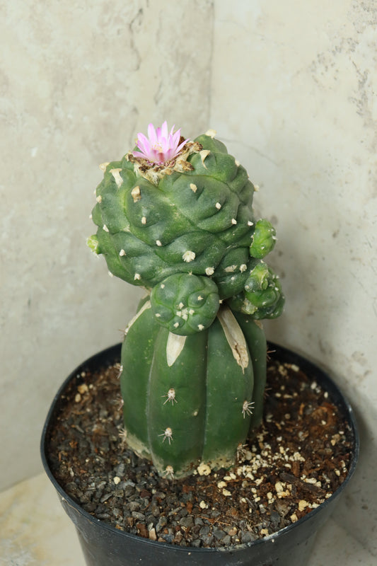 L. Fricii auf Trichocereus pachanoi– Einzelstück #0025