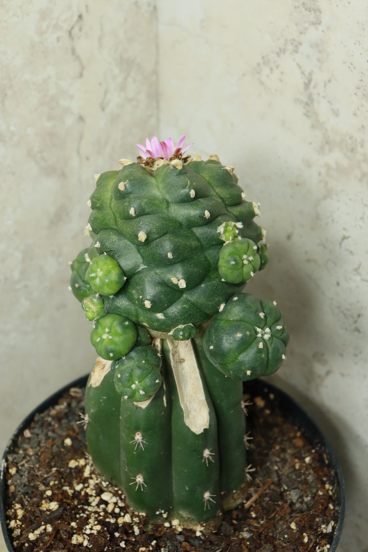 L. Fricii auf Trichocereus pachanoi– Einzelstück #0025