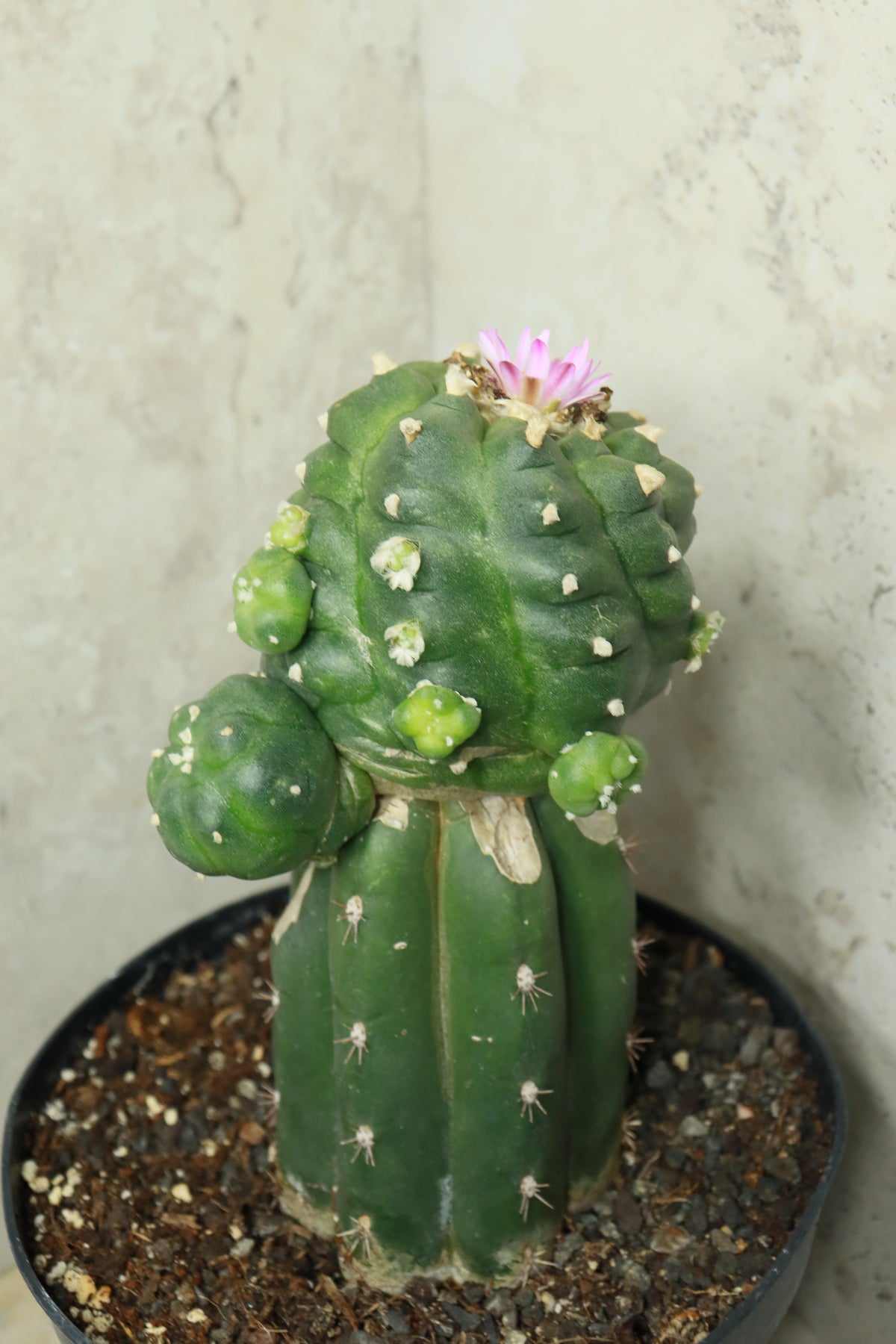L. Fricii auf Trichocereus pachanoi– Einzelstück #0025