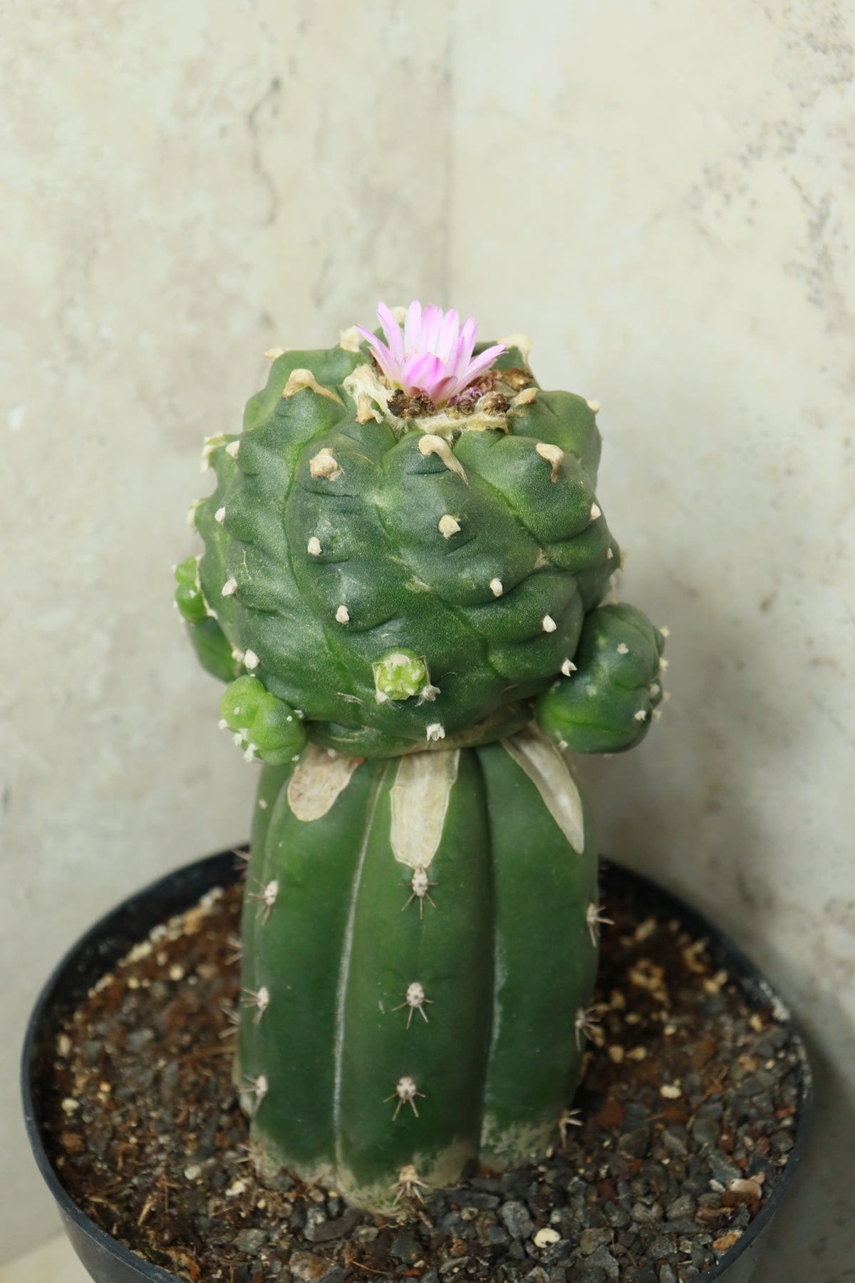 L. Fricii auf Trichocereus pachanoi– Einzelstück #0025