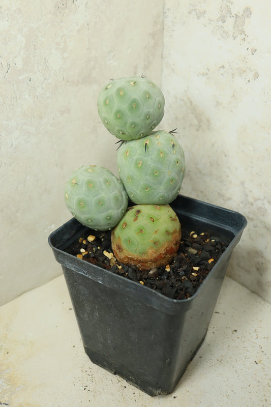 Tephrocactus geometricus– Einzelstück #0030