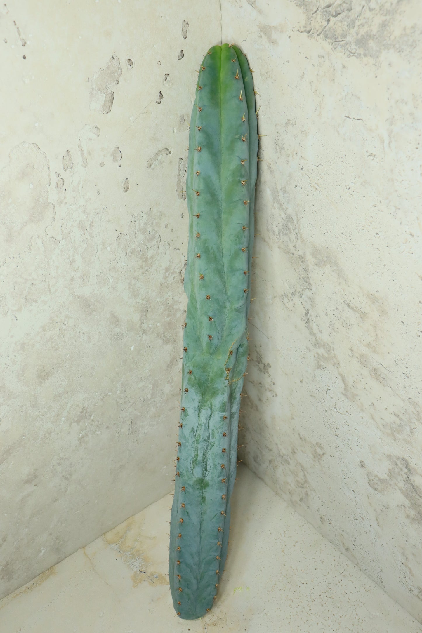 Trichocereus peruvianus Sausage 60cm + – Einzelstück #0038