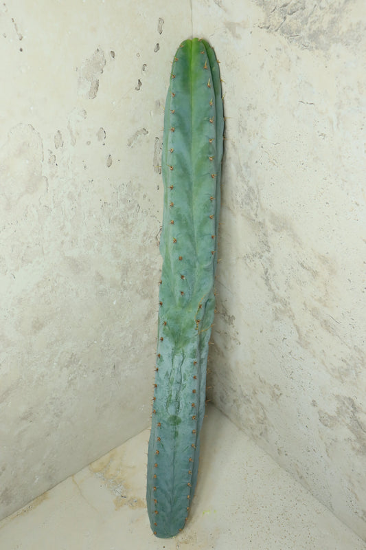 Trichocereus peruvianus Sausage 60cm + – Einzelstück #0038