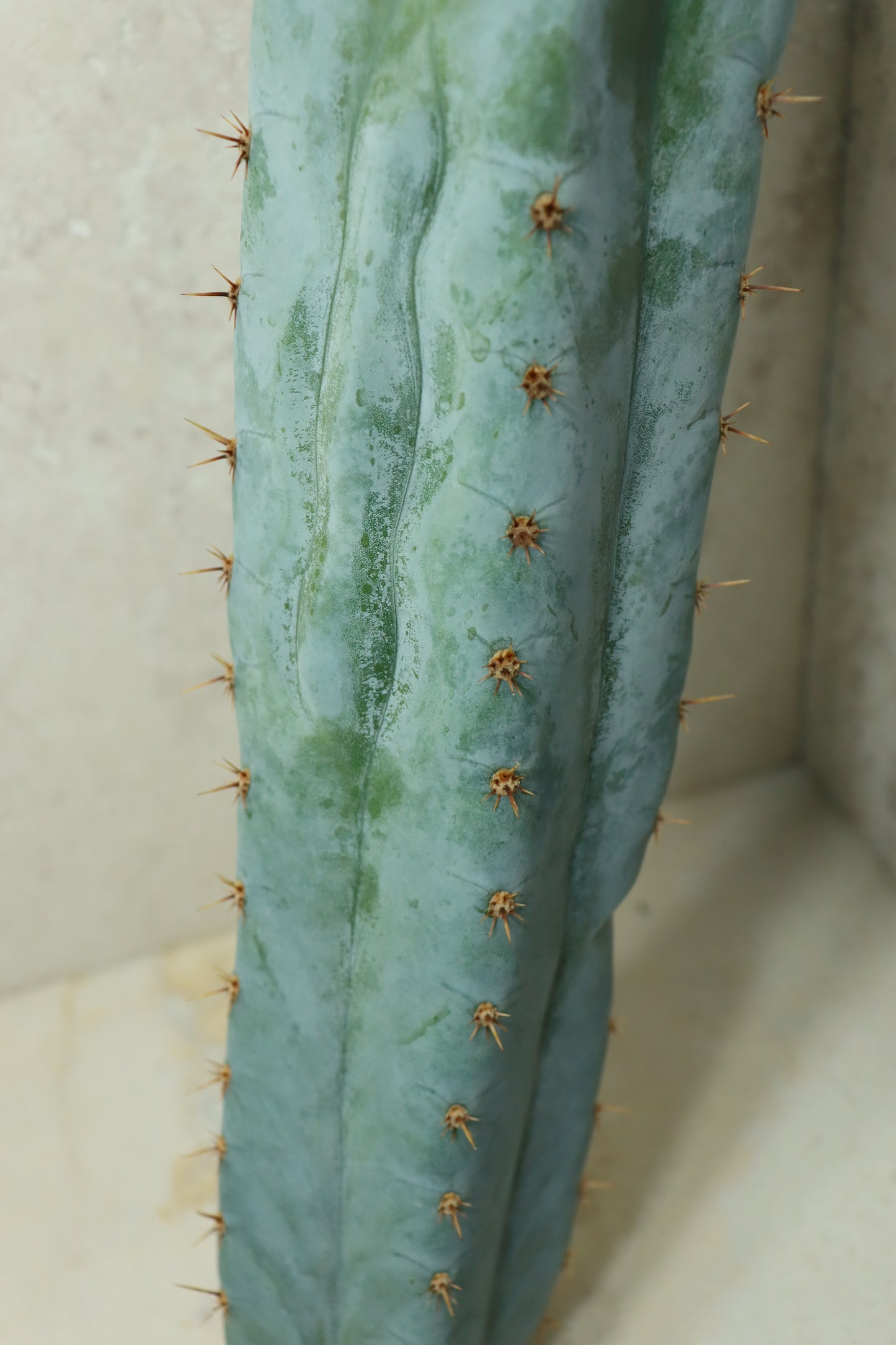 Trichocereus peruvianus Sausage 60cm + – Einzelstück #0038