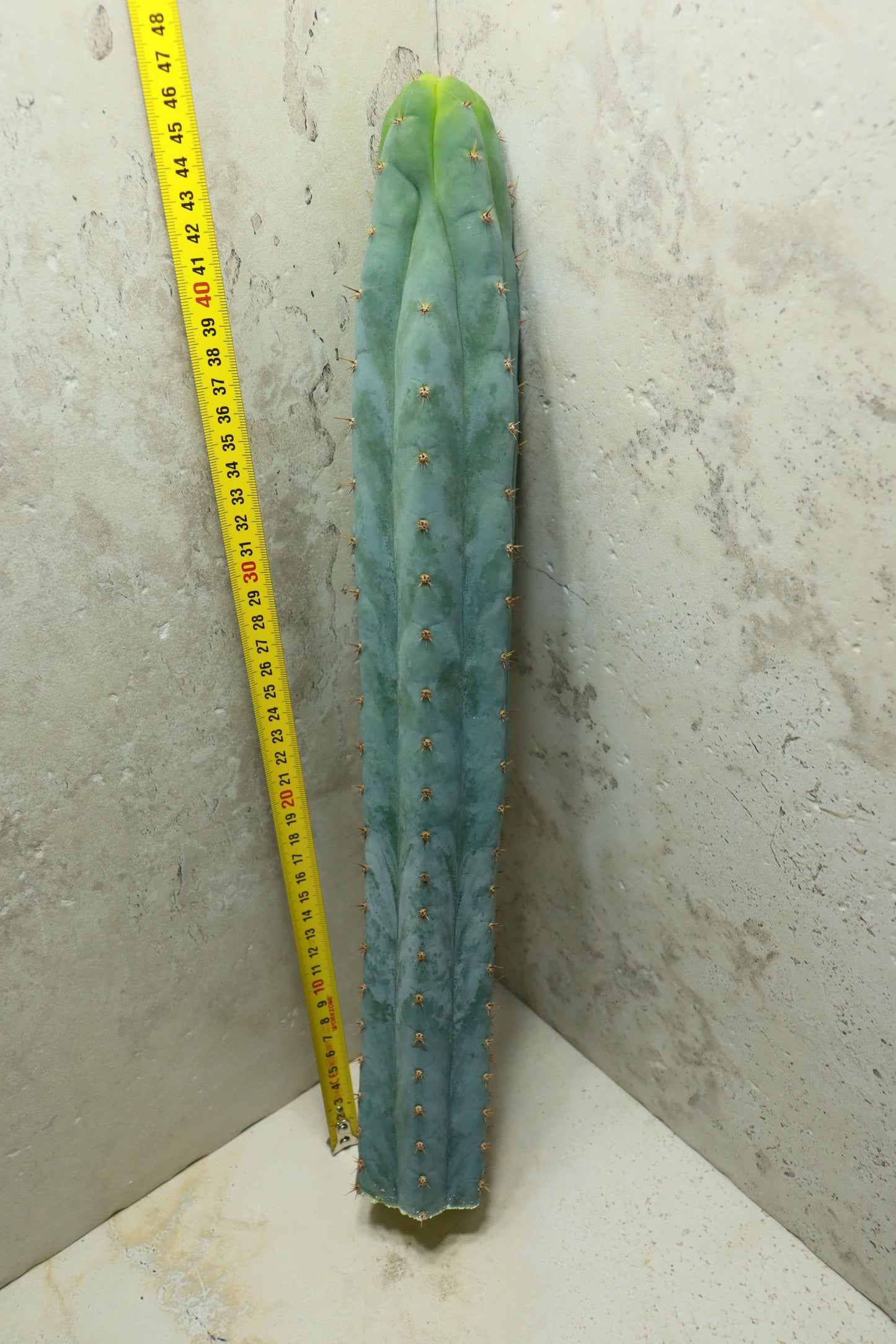 Trichocereus peruvianus Sausage – Einzelstück #0037