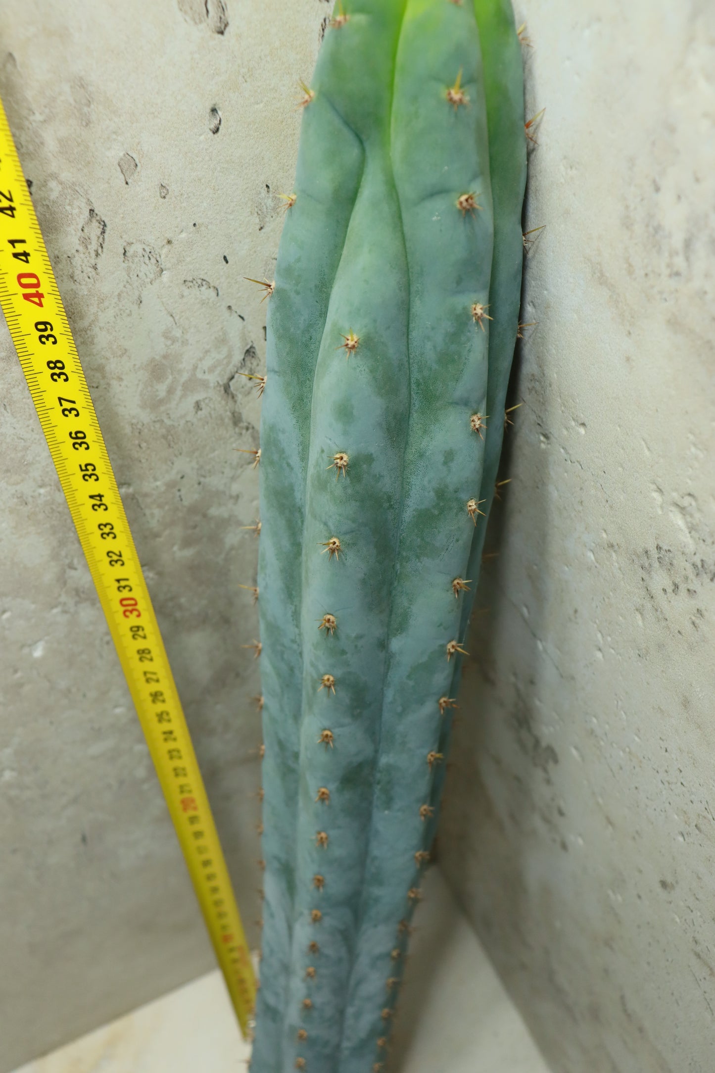 Trichocereus peruvianus Sausage – Einzelstück #0037