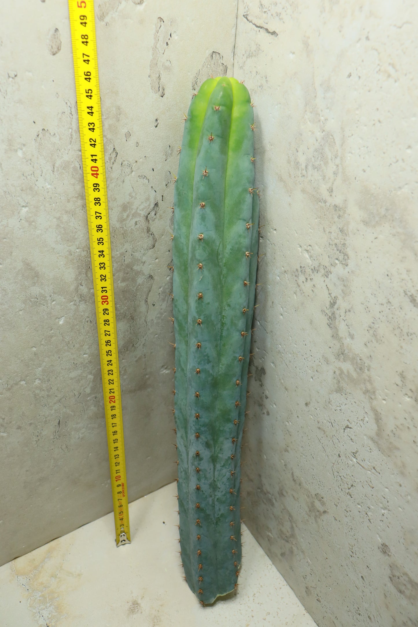 Trichocereus peruvianus Sausage – Einzelstück #0037