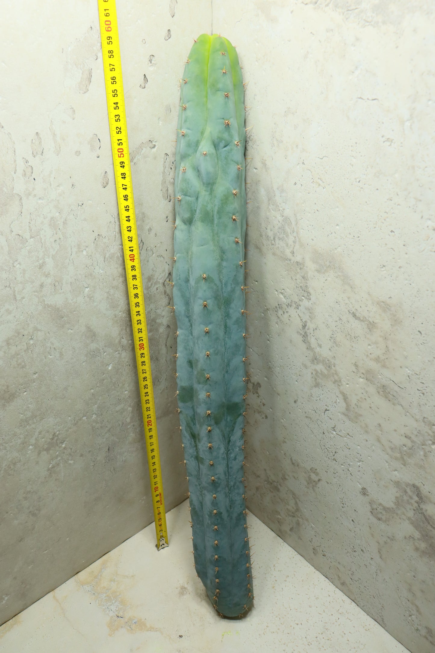 Trichocereus peruvianus Sausage – Einzelstück #0036