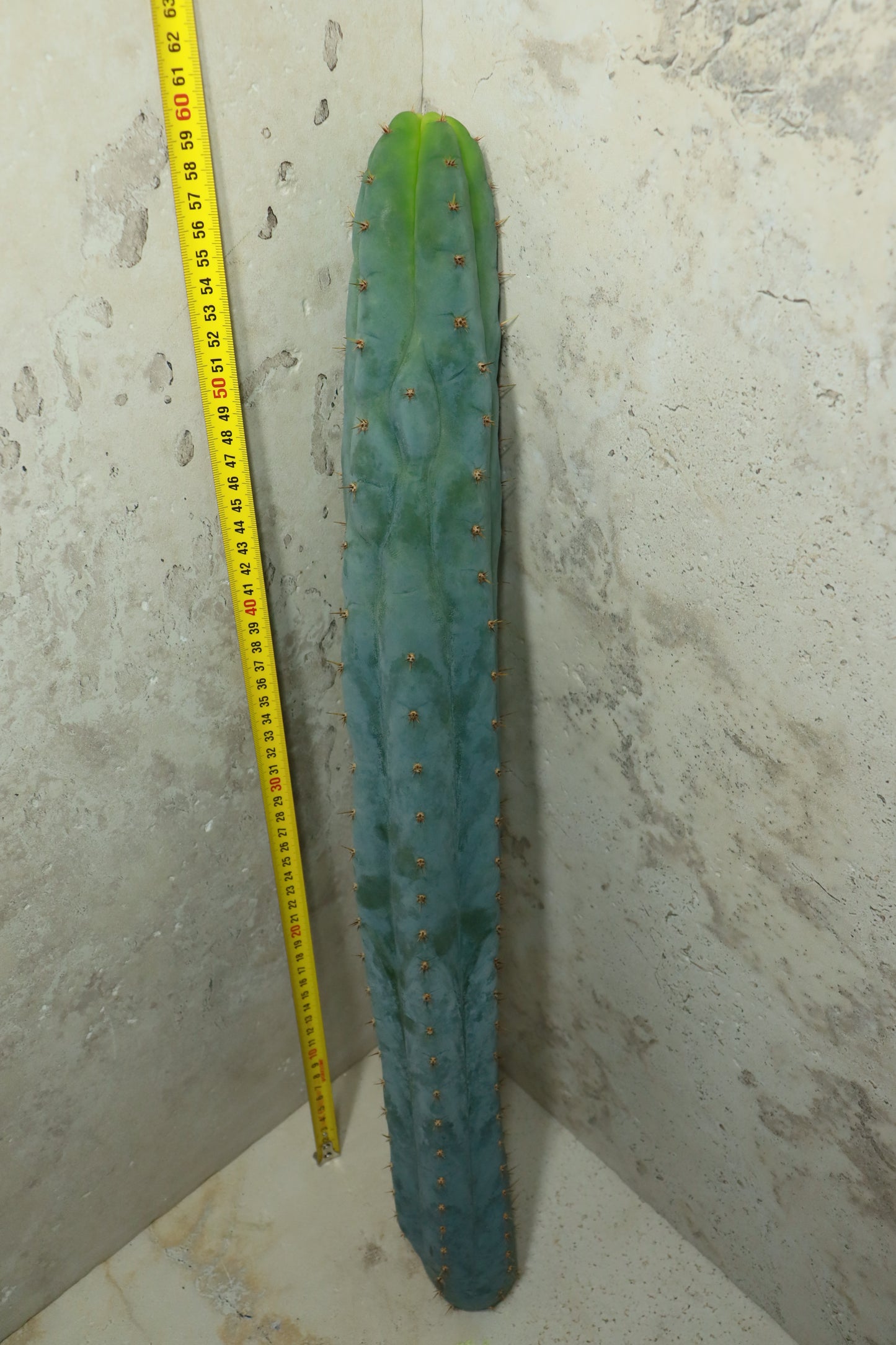 Trichocereus peruvianus Sausage – Einzelstück #0036