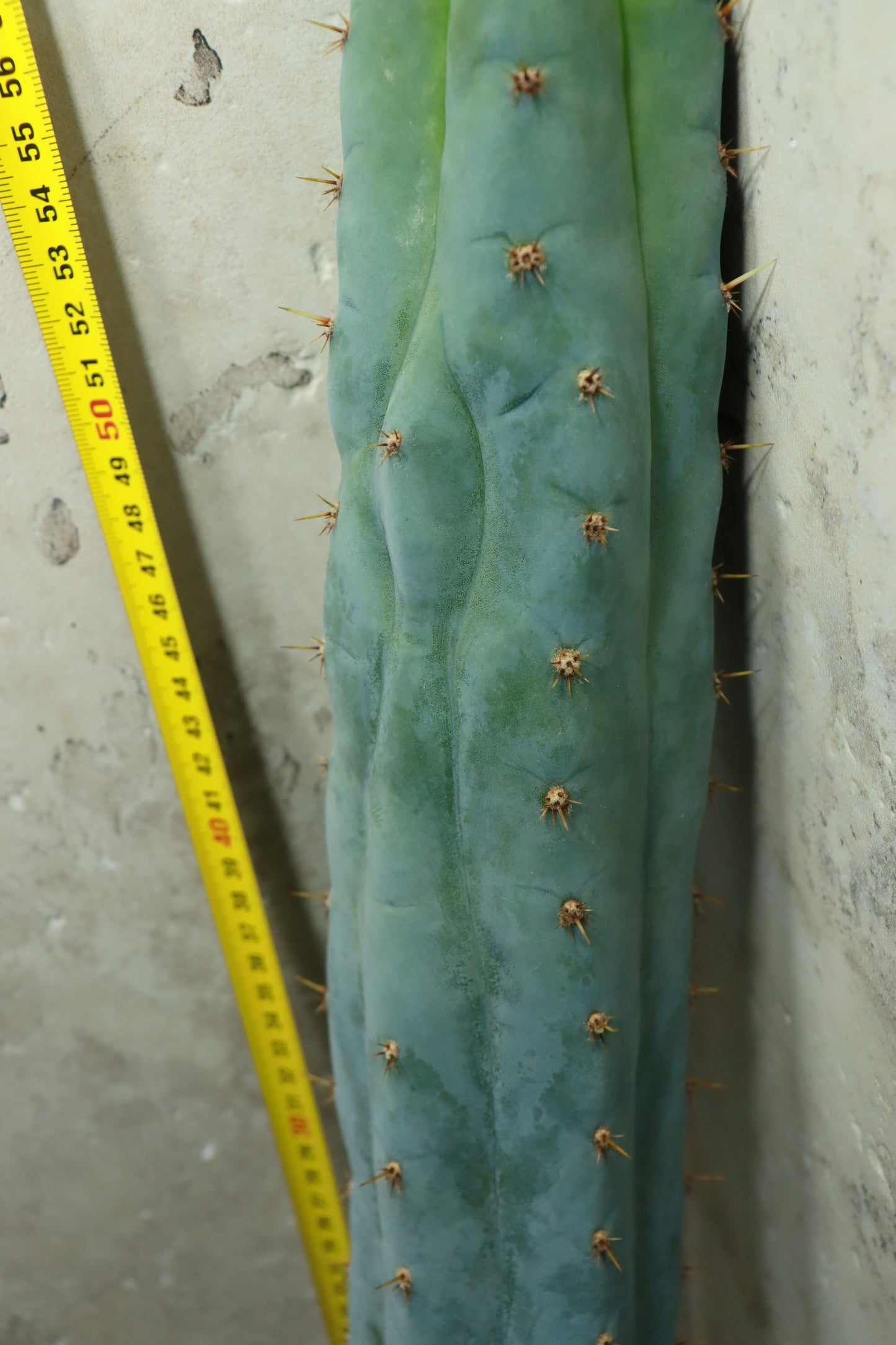 Trichocereus peruvianus Sausage – Einzelstück #0036
