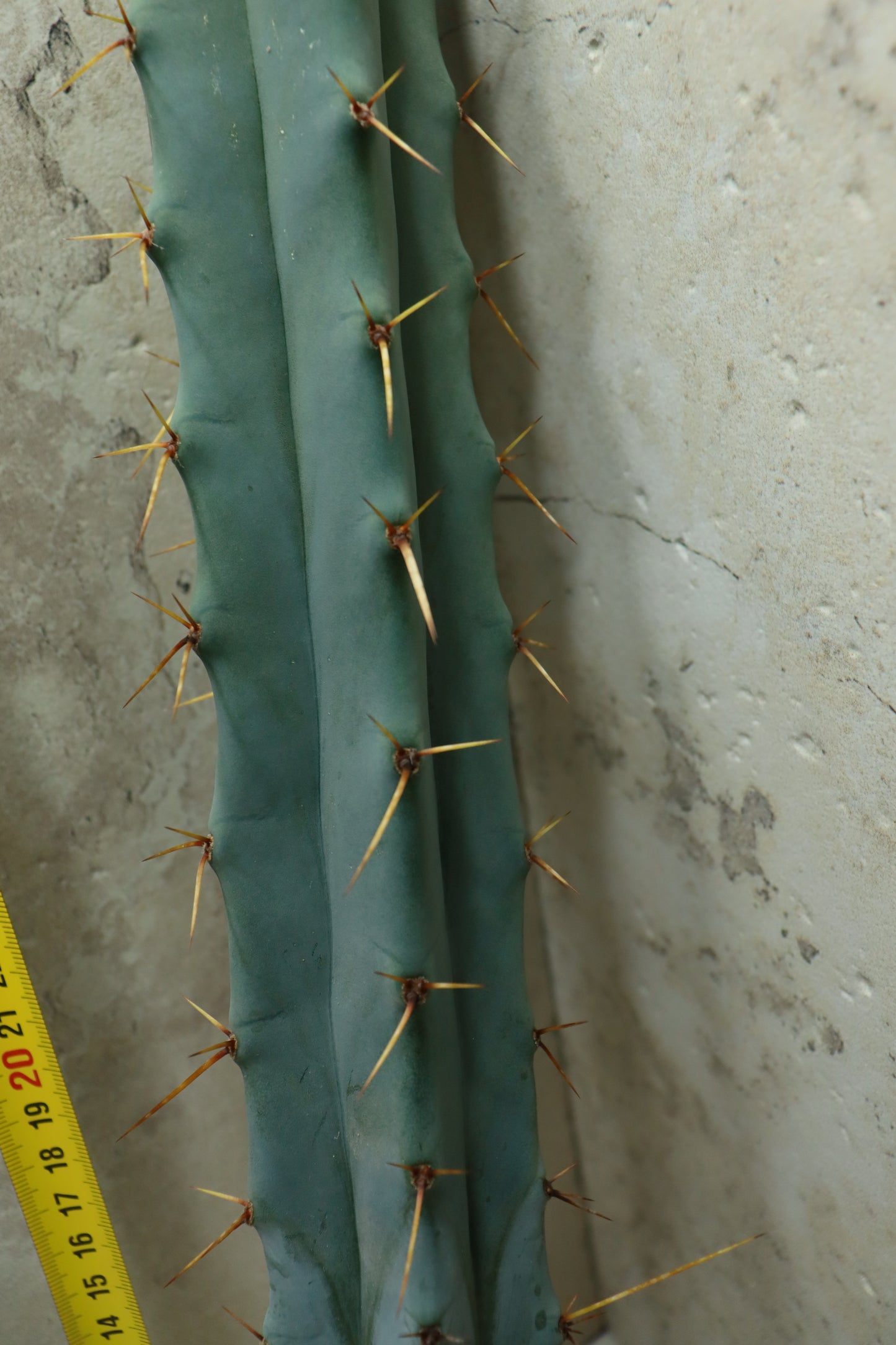 Trichocereus bridgesii Misty– Einzelstück #0034