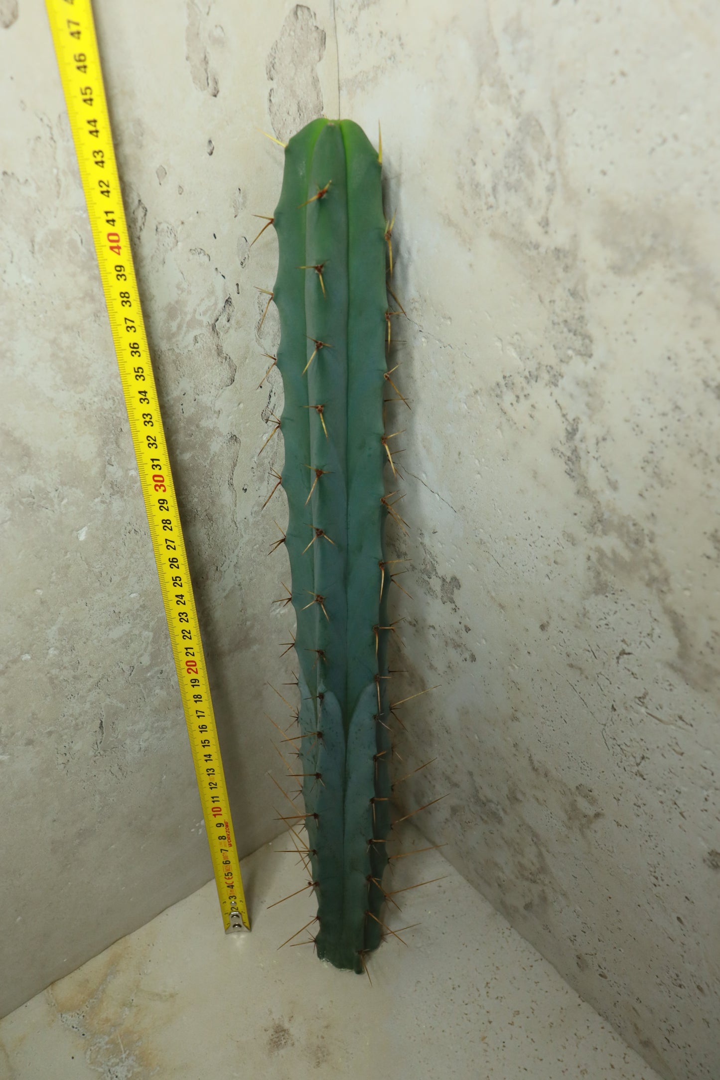 Trichocereus bridgesii Misty– Einzelstück #0034