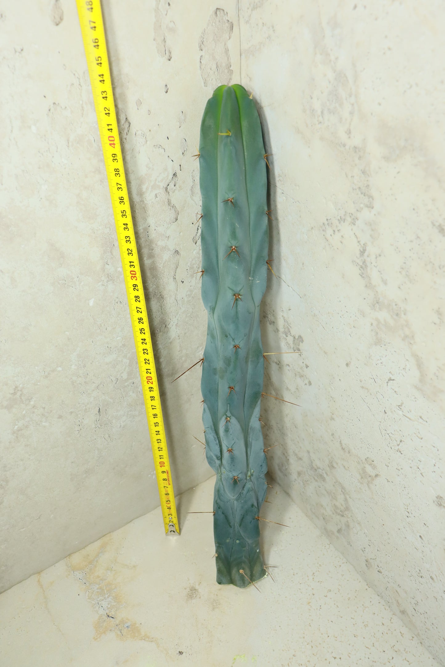 Trichocereus bridgesii Bonobo– Einzelstück #0033