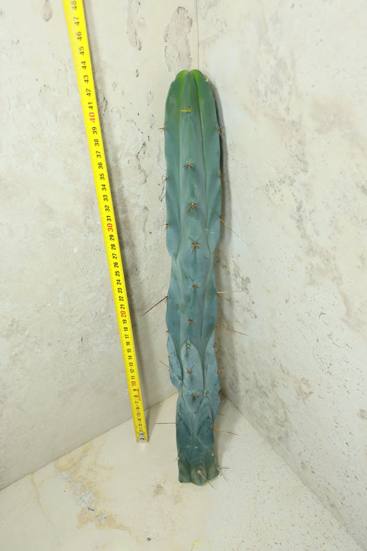 Trichocereus bridgesii Bonobo– Einzelstück #0033