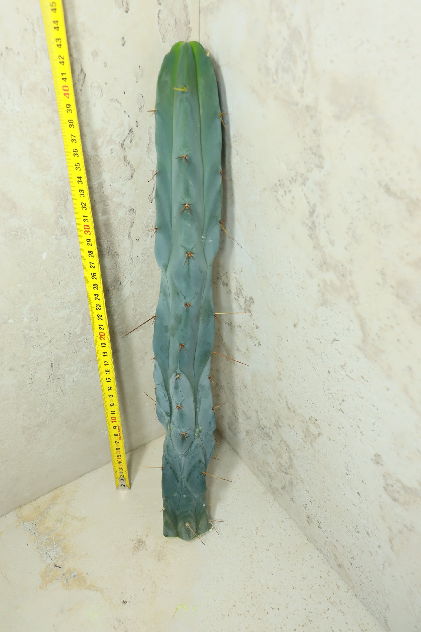 Trichocereus bridgesii Bonobo– Einzelstück #0033