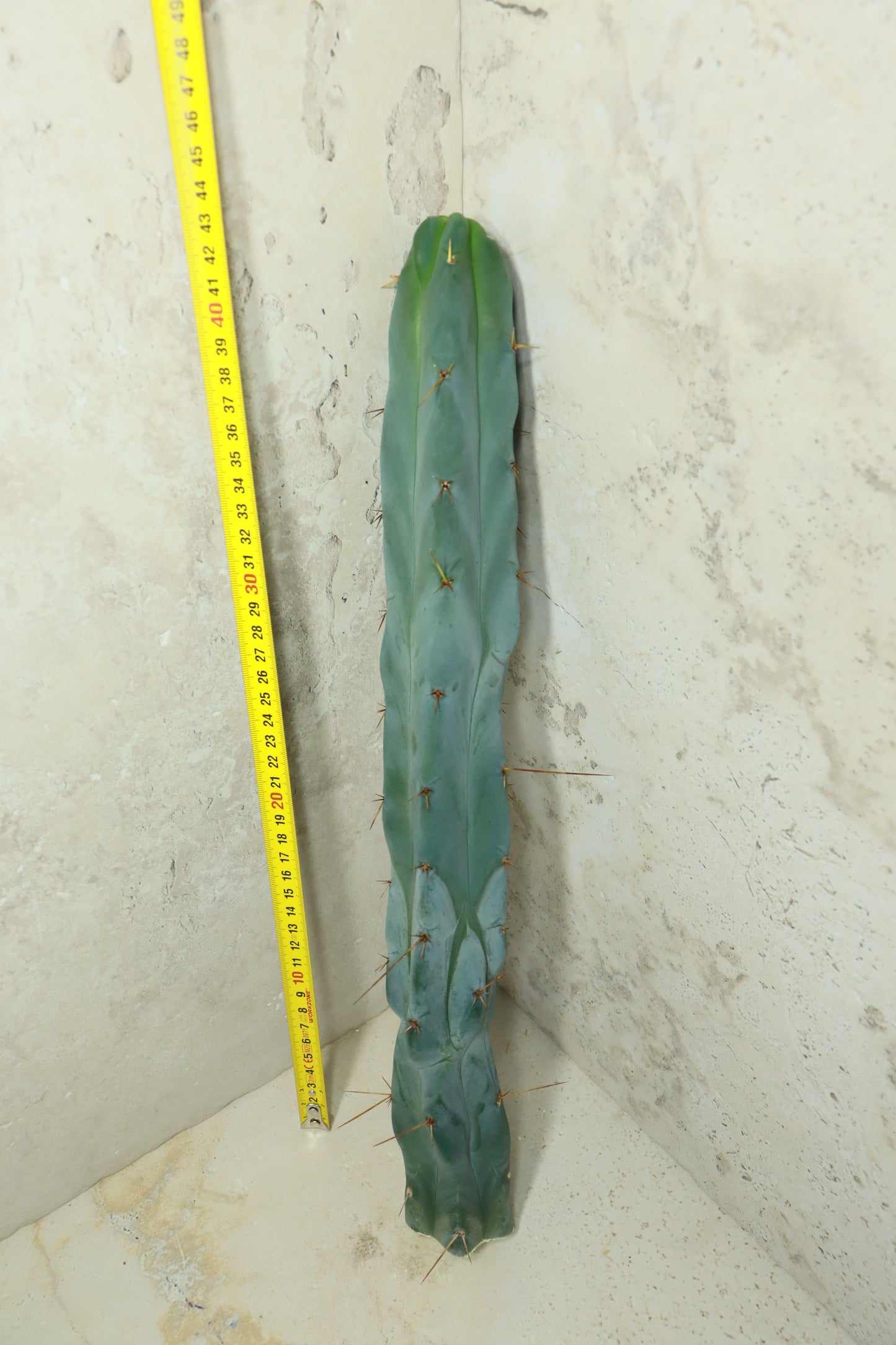 Trichocereus bridgesii Bonobo– Einzelstück #0033