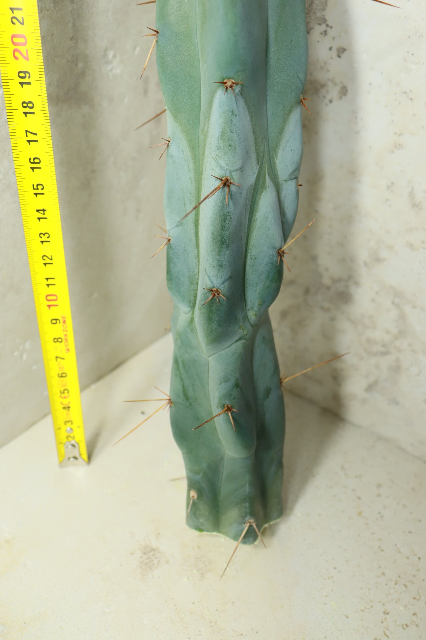 Trichocereus bridgesii Bonobo– Einzelstück #0033