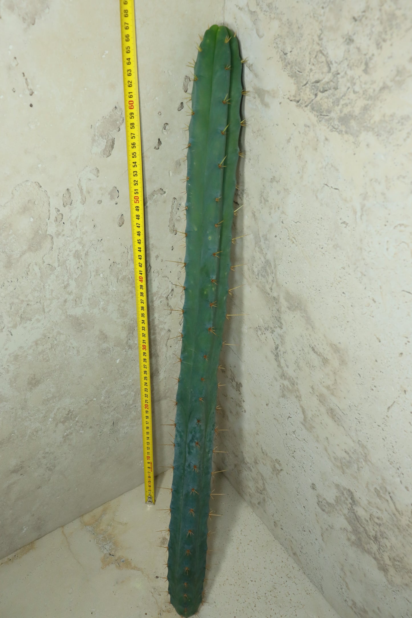 Trichocereus bridgesii SS02 – Einzelstück #0032