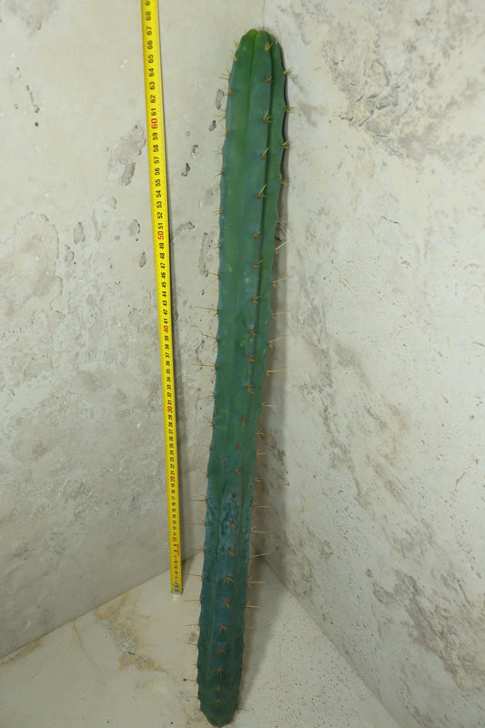 Trichocereus bridgesii SS02 – Einzelstück #0032