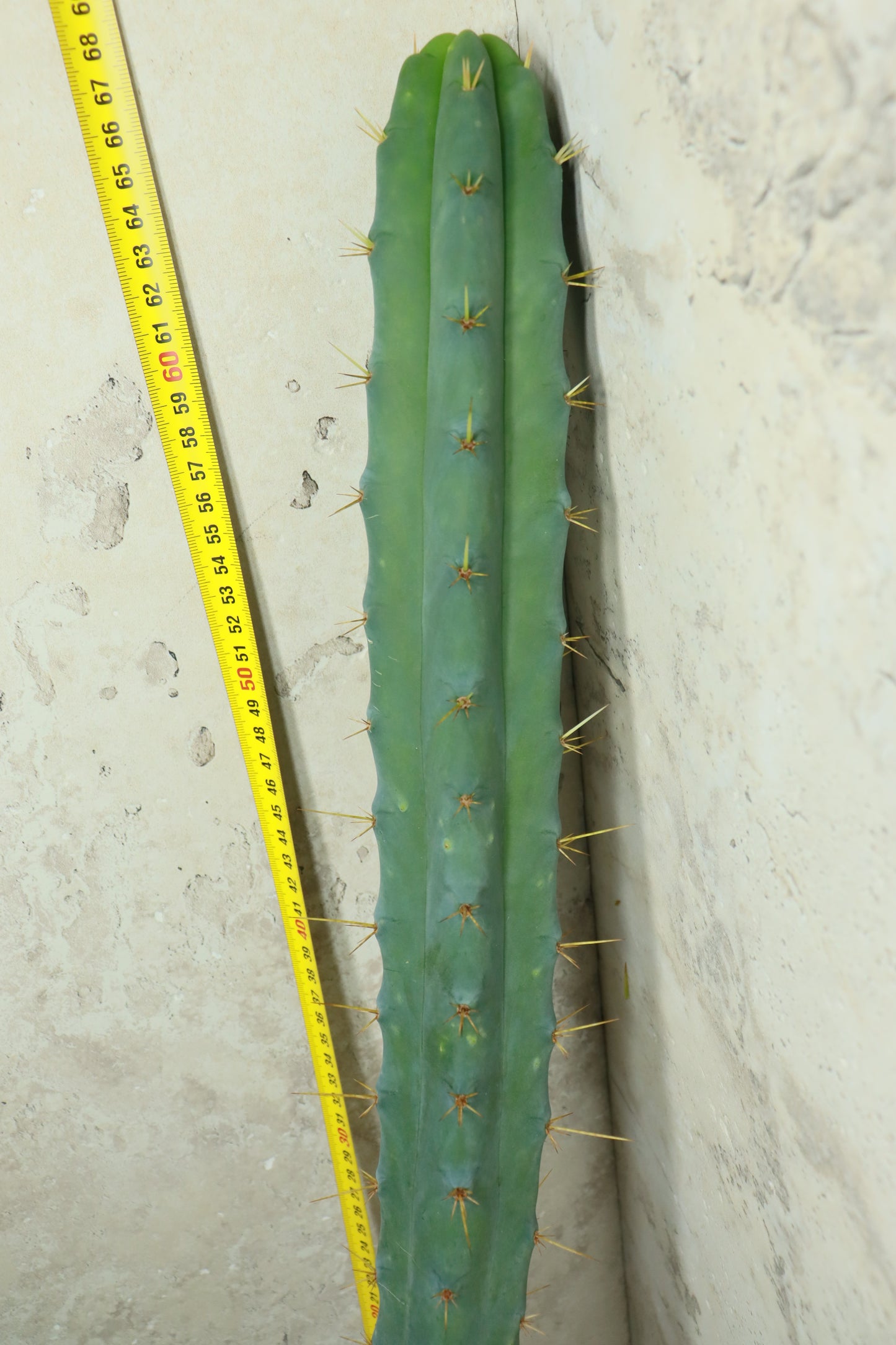 Trichocereus bridgesii SS02 – Einzelstück #0032