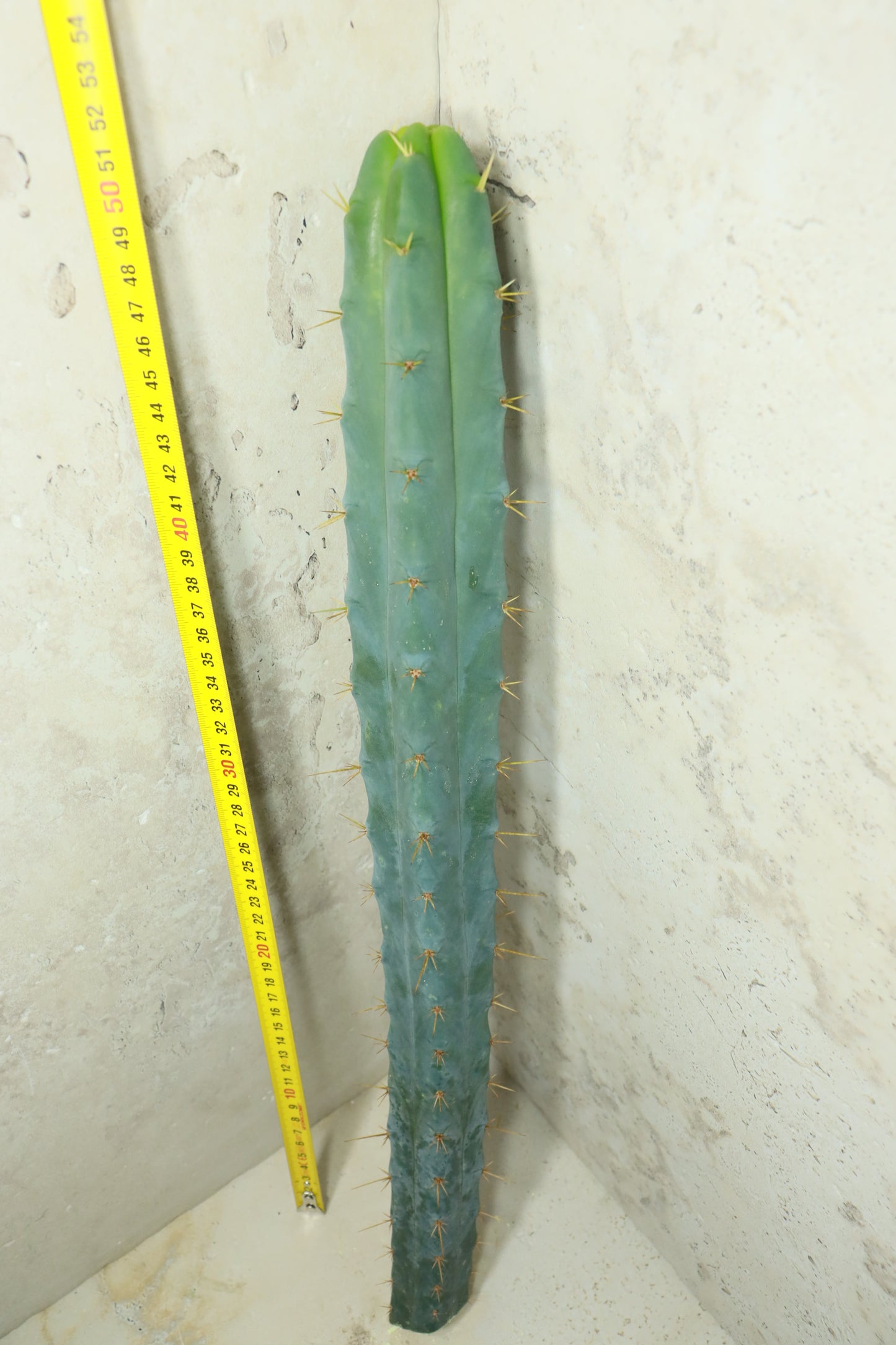 Trichocereus bridgesii SS02 – Einzelstück #0031