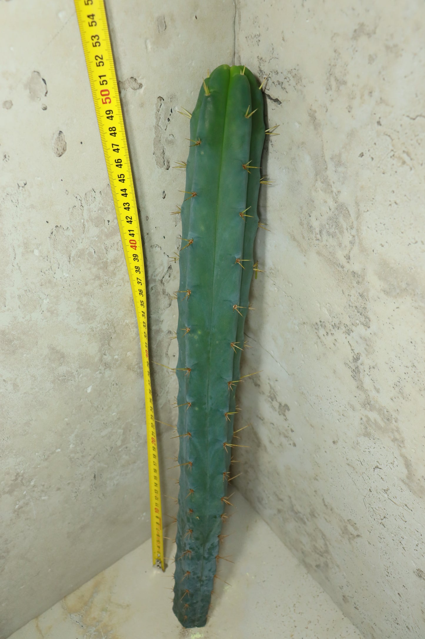 Trichocereus bridgesii SS02 – Einzelstück #0031