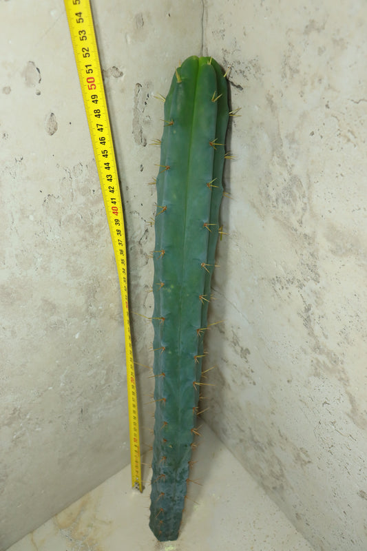 Trichocereus bridgesii SS02 – Einzelstück #0031