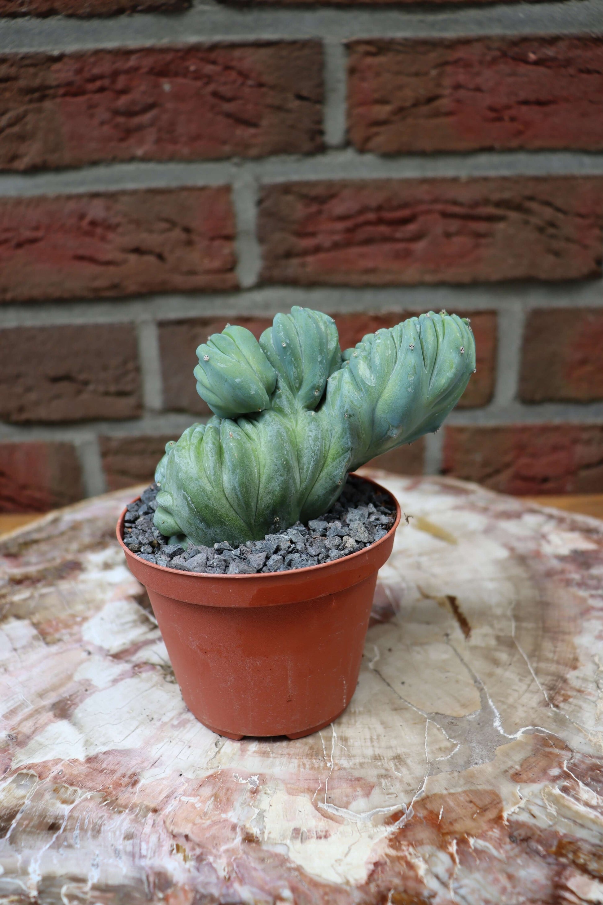 Myrtillocactus geometrizans cristata - Kaktusjunge