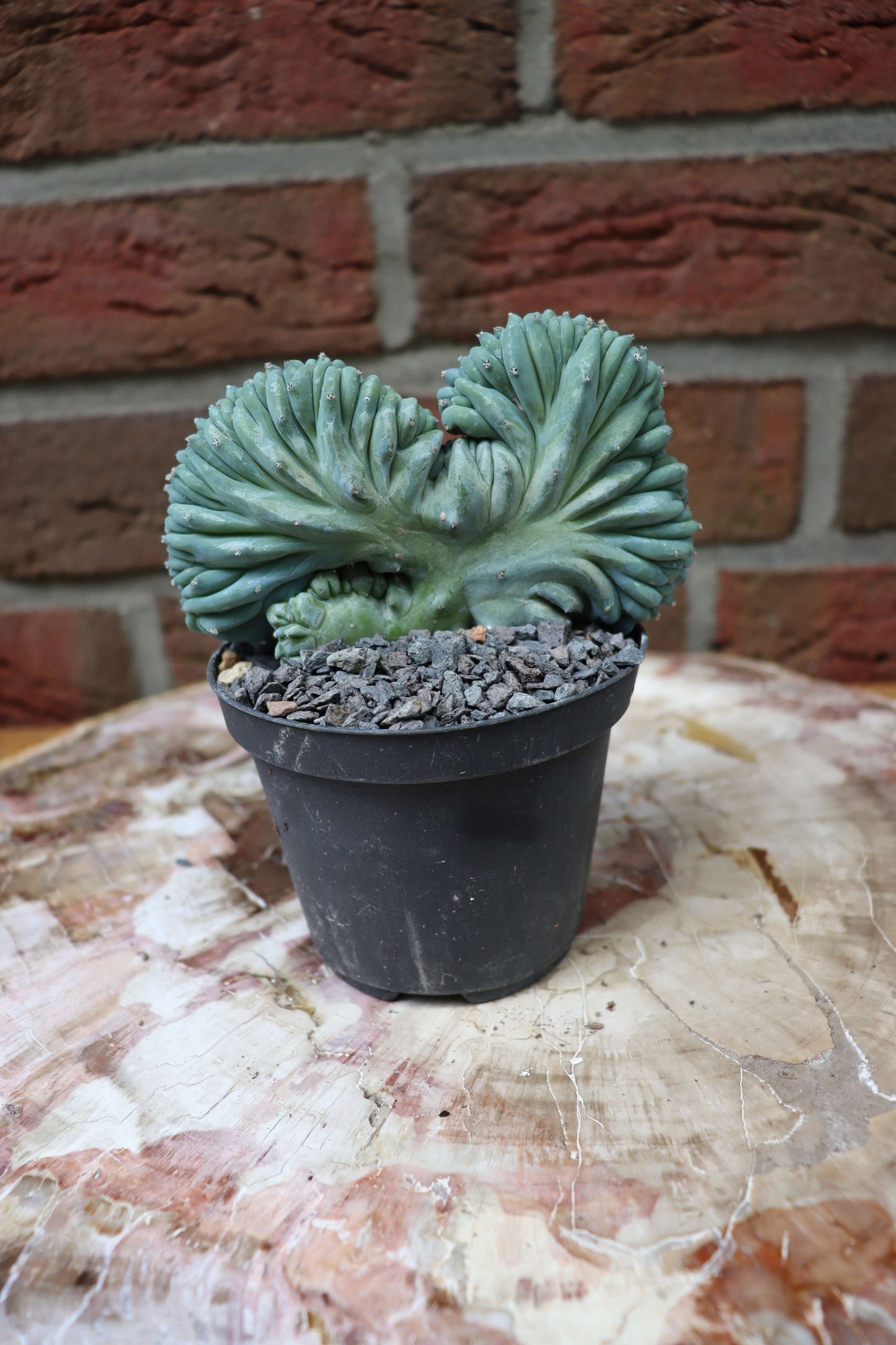 Myrtillocactus geometrizans cristata - Kaktusjunge