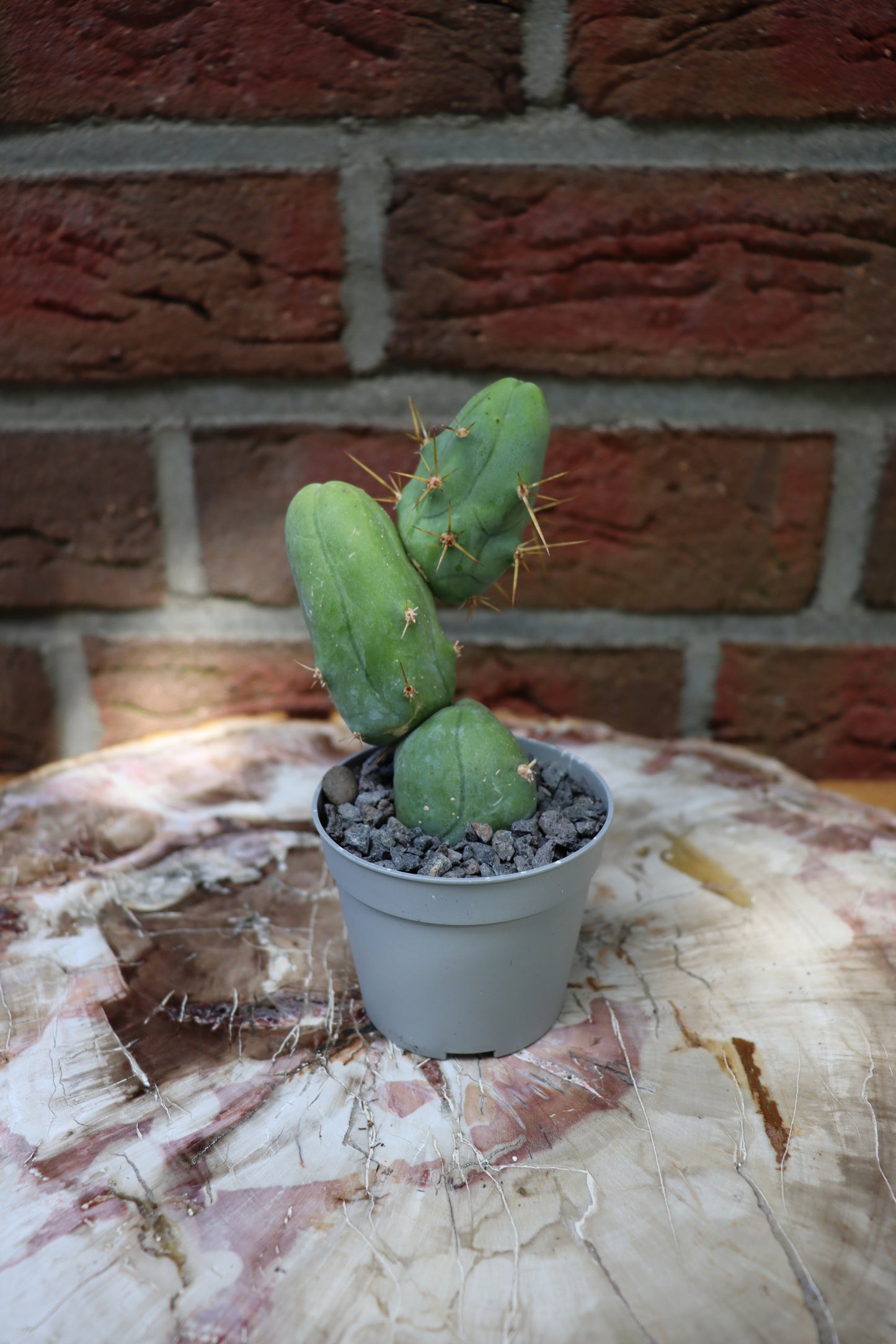 Trichocereus bridgesii monstrosus "Peniskaktus"