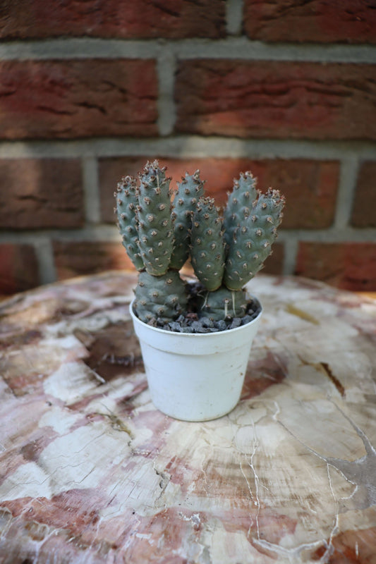 Tephrocactus strobiliformis - Kaktusjunge