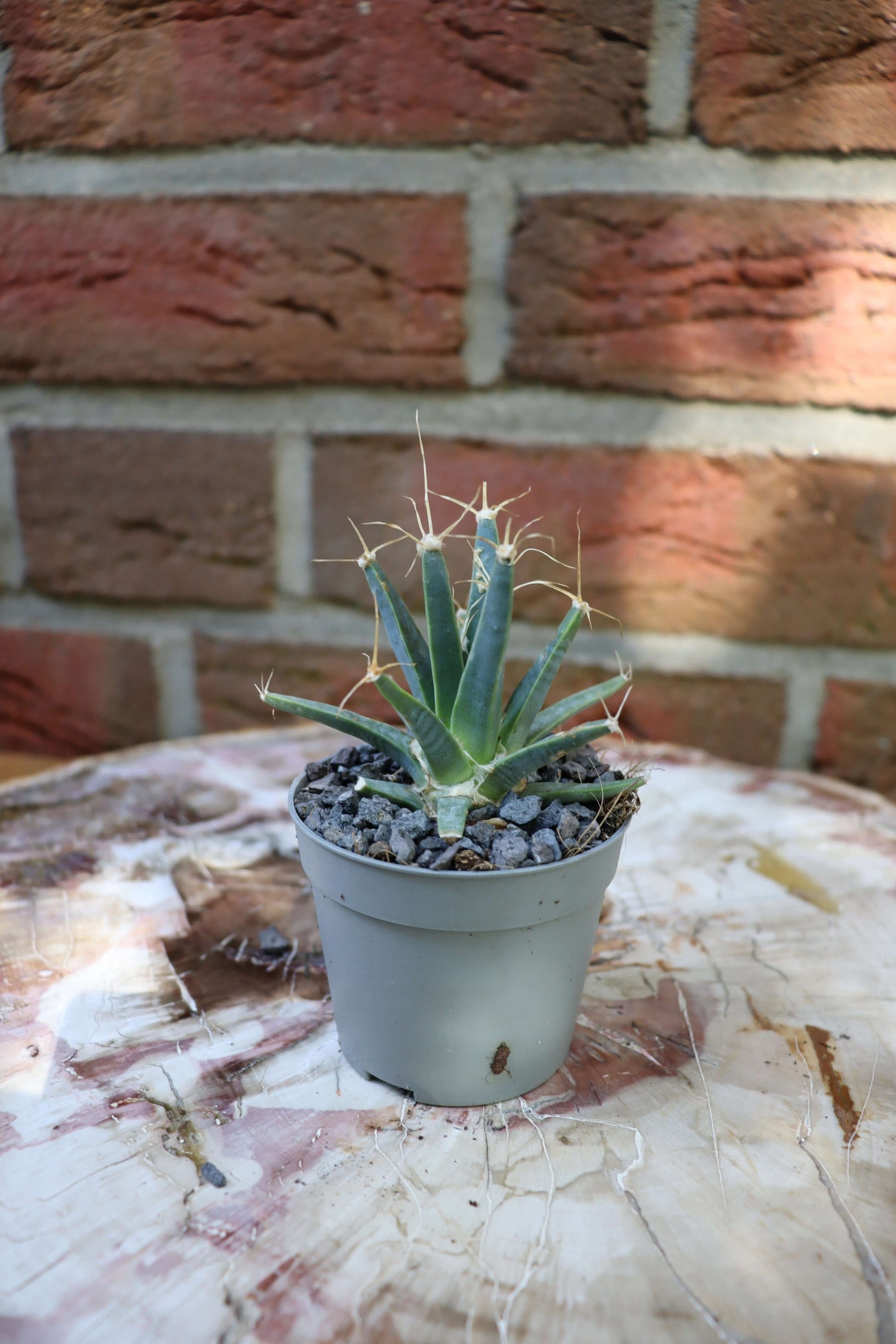 Leuchtenbergia principis - Kaktusjunge