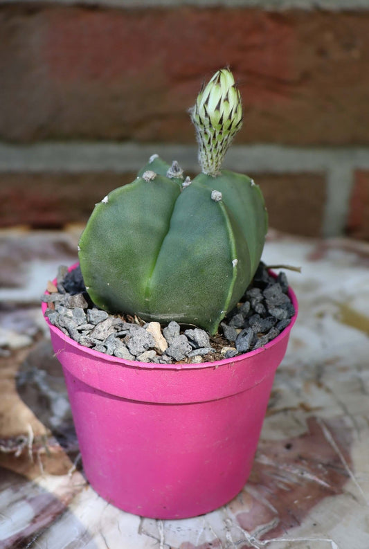 Astrophytum myriostigma nudum - Kaktusjunge